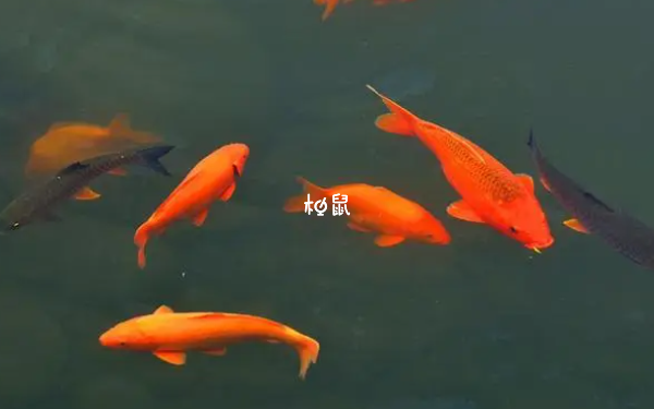 孕妇梦见抓鱼是生健康宝宝的征兆